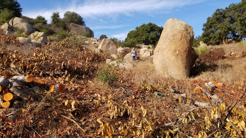 Clearing the upper grove